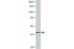 PBK monoclonal antibody (M04), clone 3F7. (PBK anticorps  (AA 1-322))