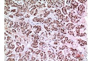 Immunohistochemistry (IHC) analysis of paraffin-embedded Human Pancreas, antibody was diluted at 1:100.
