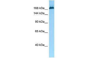 WB Suggested Anti-MAST1 Antibody Titration: 1. (MAST1 anticorps  (N-Term))