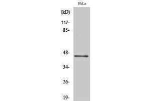 Western Blotting (WB) image for anti-ELK1, Member of ETS Oncogene Family (ELK1) (N-Term) antibody (ABIN3174921) (ELK1 anticorps  (N-Term))