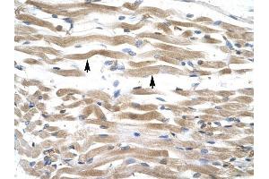 KIFC2 antibody was used for immunohistochemistry at a concentration of 4-8 ug/ml to stain Skeletal muscle cells (lndicated with Arrows) in Human Muscle. (KIFC2 anticorps  (N-Term))