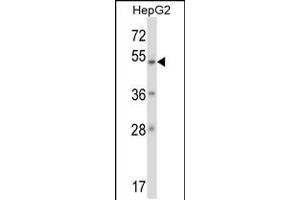 Western blot analysis in HepG2 cell line lysates (35ug/lane). (ZNF207 anticorps  (N-Term))