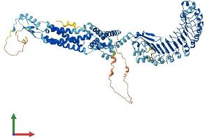 AlphaFold protein structure predicition of Mouse Recombinant Lrrc8e Protein, UniprotID Q66JT1