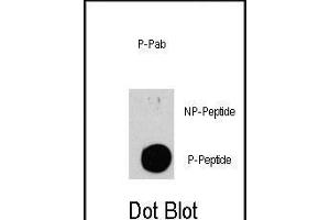 Dot blot analysis of anti-TSC2-p Phospho-specific Pab (Cat. (Tuberin anticorps  (pSer939))