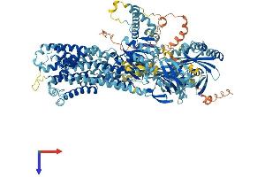 AlphaFold protein structure predicition of Mouse Recombinant Atp8b1 Protein, UniprotID Q148W0