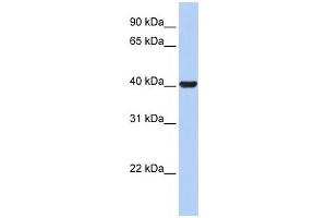 Western Blotting (WB) image for anti-Hydroxy-delta-5-Steroid Dehydrogenase, 3 beta- and Steroid delta-Isomerase 1 (HSD3B1) antibody (ABIN2458611) (HSD3B1 anticorps)