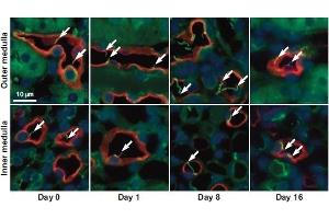 Expression of Aquaporin 1 in mouse kidneyImmunohistochemical staining of mouse kidney sections using Anti-Aquaporin 1 Antibody (ABIN7042932, ABIN7045194 and ABIN7045195). (Aquaporin 1 anticorps  (Intracellular))