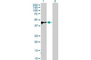 Western Blot analysis of WIF1 expression in transfected 293T cell line by WIF1 MaxPab polyclonal antibody. (WIF1 anticorps  (AA 1-379))