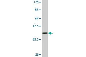 Western Blot detection against Immunogen (36. (HAUS1 anticorps  (AA 179-278))