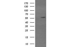 Image no. 1 for anti-Tripartite Motif Containing 22 (TRIM22) (AA 61-406) antibody (ABIN1491616) (TRIM22 anticorps  (AA 61-406))