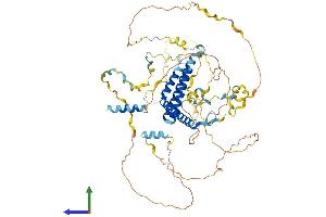 AlphaFold protein structure predicition of Human Recombinant WBP11 Protein, UniprotID Q9Y2W2