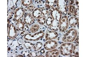 Image no. 5 for anti-Amyloid beta (A4) Precursor Protein (APP) antibody (ABIN1496880) (APP anticorps)