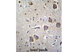 NRN1L Antibody (Center) immunohistochemistry analysis in formalin fixed and paraffin embedded human brain tissue followed by peroxidase conjugation of the secondary antibody and DAB staining. (Neuritin 1-Like anticorps  (Middle Region))