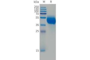 Human F(745-847)Protein, hFc Tag on SDS-PAGE under reducing condition.