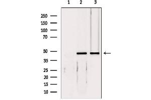 Western blot analysis of extracts from various samples, using EIF4A3 antibody. (EIF4A3 anticorps  (Internal Region))
