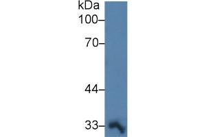Detection of PTGES2 in Porcine Heart lysate using Polyclonal Antibody to Prostaglandin E Synthase 2 (PTGES2)