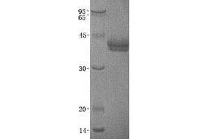 Validation with Western Blot