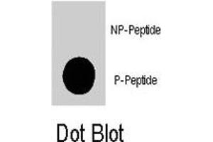 Dot blot analysis of PIK3CG (phospho S1100) polyclonal antibody  on nitrocellulose membrane.