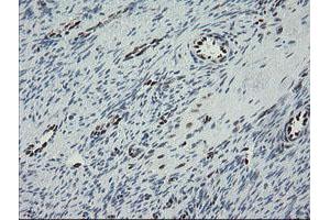Image no. 13 for anti-Transducin-Like Enhancer of Split 1 (E(sp1) Homolog, Drosophila) (TLE1) (AA 180-460) antibody (ABIN1491050)