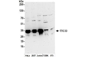 Western Blotting (WB) image for anti-Tetratricopeptide Repeat Domain 33 (TTC33) (AA 212-262) antibody (ABIN7450852)