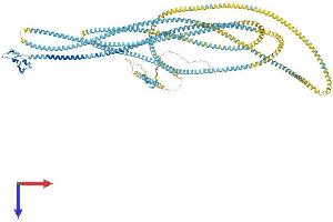AlphaFold protein structure predicition of Human Recombinant EEA1 Protein, UniprotID Q15075
