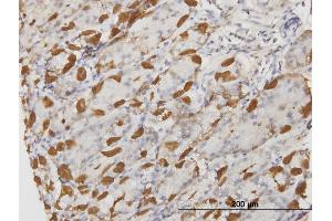 Immunoperoxidase of monoclonal antibody to APOA2 on formalin-fixed paraffin-embedded human stomach.