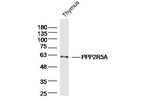Mouse thymus lysates probed with PPP2R5A Polyclonal Antibody  at 1:300 overnight at 4°C followed by a conjugated secondary antibody for 60 minutes at 37°C. (PPP2R5A anticorps  (AA 301-400))