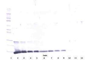 anti-Interleukin 4 (IL4) antibody