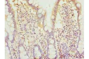 Immunohistochemistry of paraffin-embedded human small intestine tissue using ABIN7145881 at dilution of 1:100 (BTN2A2 anticorps  (AA 33-262))