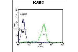 Flow cytometric analysis of K562 cells (right histogram) compared to a negative control cell (left histogram). (CLIC6 anticorps  (AA 539-565))