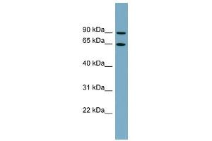 SLC12A8 antibody used at 1 ug/ml to detect target protein.