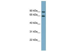 SLC12A8 antibody used at 1 ug/ml to detect target protein.