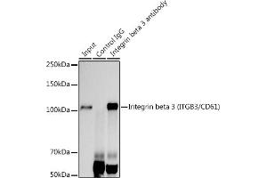 Immunoprecipitation analysis of 300 μg extracts of U-87MG cells using 3 μg Integrin beta 3 (ITGB3/CD61) antibody (ABIN7267928). (Integrin beta 3 anticorps)