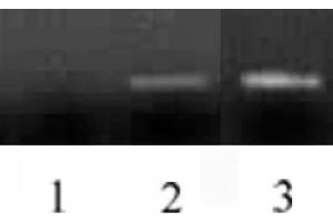Histone H3 antibody (mAb) tested by ChIP. (Histone 3 anticorps  (N-Term))