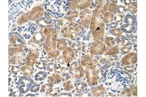GPAA1 antibody was used for immunohistochemistry at a concentration of 4-8 ug/ml to stain Epithelial cells of renal tubule (arrows) in Human Kidney. (GPAA1 anticorps)