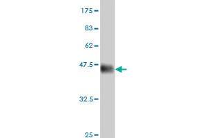 Western Blot detection against Immunogen (36.