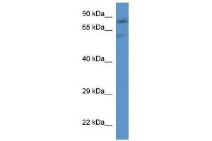 Western Blot showing Slc26a2 antibody used at a concentration of 1. (SLC26A2 anticorps  (C-Term))