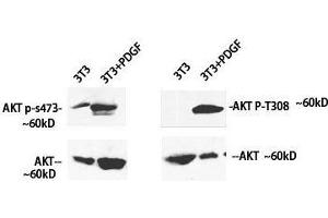 Western Blot analysis of 3T3 cells treated using Phospho-Pan-Akt (Ser473) Polyclonal Antibody at dilution of 1:1000 (AKT1 anticorps  (pSer473))