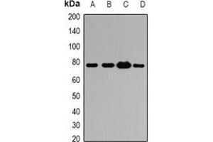 Western blot analysis of ATG7 expression in THP1 (A), HeLa (B), mouse kidney (C), rat liver (D) whole cell lysates. (ATG7 anticorps)