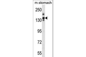 LRRC16A Antibody (C-term) (ABIN1536667 and ABIN2849731) western blot analysis in mouse stomach tissue lysates (35 μg/lane).