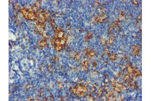 Image no. 2 for anti-CD80 (CD80) antibody (ABIN1497372) (CD80 anticorps)