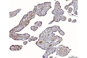 IHC analysis of PLP2 using anti-PLP2 antibody (ABIN7600320).