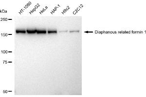 Western blotting analysis using Diaphanous related formin 1 antibody (ABIN7798330). (Recombinant DIAPH1 anticorps)