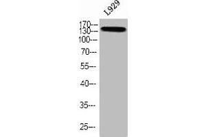 Western blot analysis of L929 using p-TBC1D4 (T642) antibody. (TBC1D4 anticorps  (pThr642))