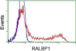 Image no. 2 for anti-RalA Binding Protein 1 (RALBP1) antibody (ABIN1500586)