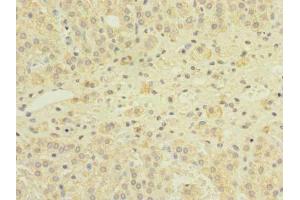 Immunohistochemistry of paraffin-embedded human adrenal gland tissue using ABIN7153769 at dilution of 1:100 (GEMIN8 anticorps  (AA 1-242))