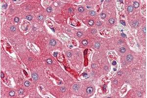 ABIN334401 (4µg/ml) staining of paraffin embedded Human Liver.