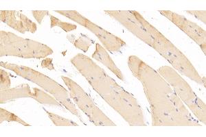 Detection of PAP in Mouse Skeletal muscle Tissue using Polyclonal Antibody to Prostatic Acid Phosphatase (PAP) (ACPP anticorps  (AA 56-215))