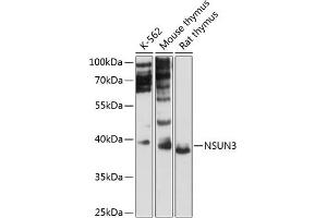 Western blot analysis of extracts of various cell lines, using NSUN3 antibody (ABIN6132413, ABIN6144877, ABIN6144878 and ABIN6216691) at 1:3000 dilution. (NSUN3 anticorps  (AA 1-120))