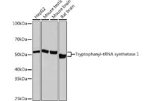 Western blot analysis of extracts of various cell lines, using Tryptophanyl-tRNA synthetase 1 Rabbit mAb (ABIN1678761, ABIN3018963, ABIN3018964 and ABIN7101695) at 1:1000 dilution. (WARS anticorps)